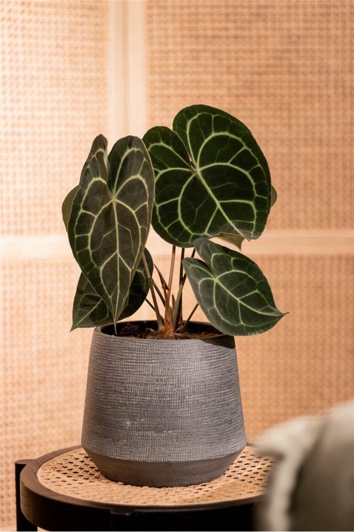 anthurium clarinervium