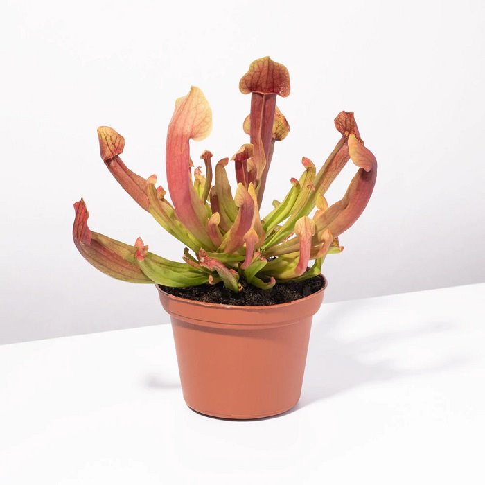 Carnivorous Sarracinia Purpurea